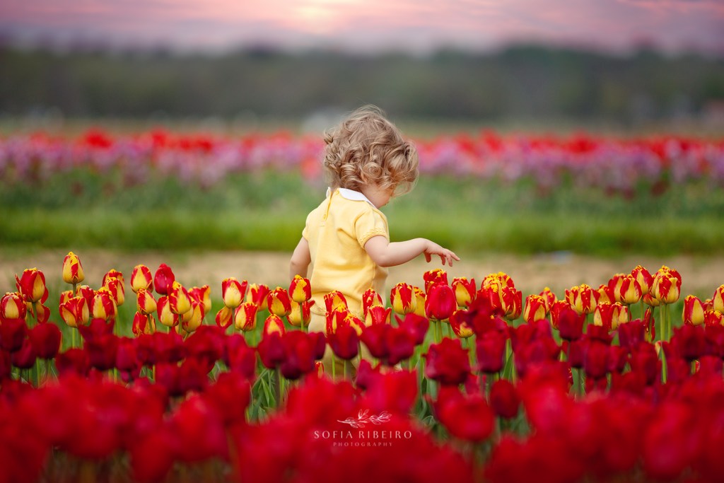 nj tulip farm photo session