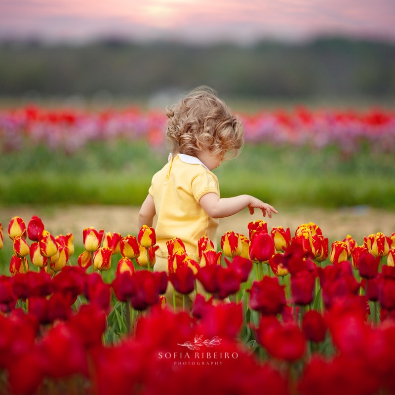 NJ Tulip Farm Photos