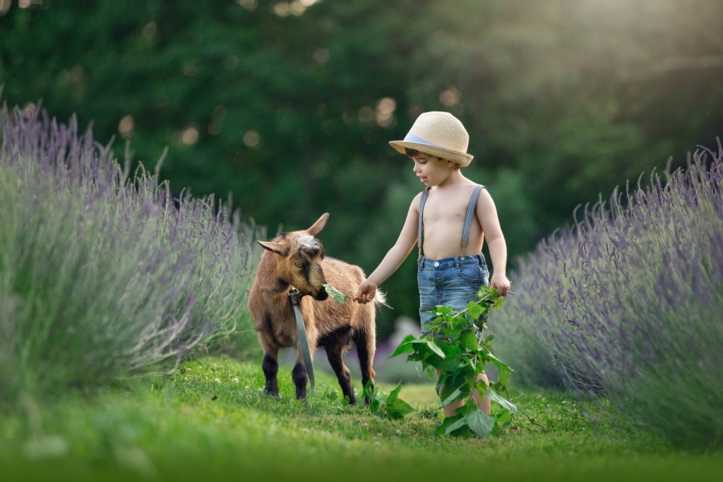 a little boy feeds a baby goat in a lavender field in nj after a session with a nj children's photographer