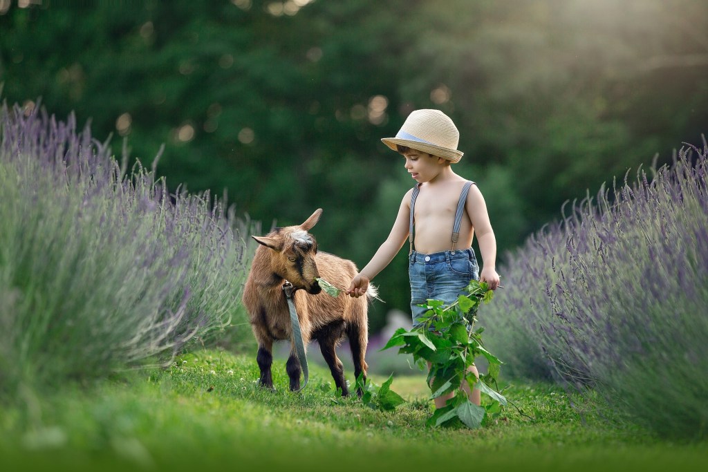 A toddler boy in overalls and a hat feeds a baby goat in a lavender farm